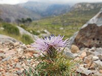 Galactites tomentosa 42, Saxifraga-Ed Stikvoort