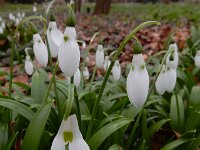 Galanthus ikariae
