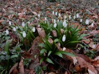 Galanthus ikariae 3, Glanzend sneeuwklokje, Saxifraga-Ed Stikvoort : Eranthis cilicica Eiland van Brienenoord