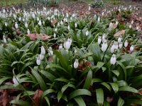 Galanthus ikariae 4, Glanzend sneeuwklokje, Saxifraga-Ed Stikvoort : Eranthis cilicica Eiland van Brienenoord