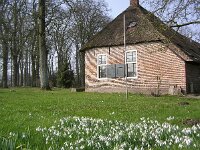 Galanthus nivalis 12, Gewoon sneeuwklokje, Saxifraga-Hans Dekker