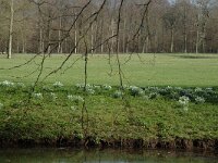 Galanthus nivalis 16, Gewoon sneeuwklokje, Saxifraga-Marijke Verhagen