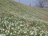 Galanthus nivalis 19, Gewoon sneeuwklokje, Saxifraga-Jasenka Topic