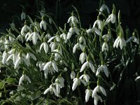 Galanthus nivalis 2, Gewoon sneeuwklokje, Saxifraga-Jan van der Straaten