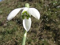 Galanthus nivalis 20, Gewoon sneeuwklokje, Saxifraga-Jasenka Topic