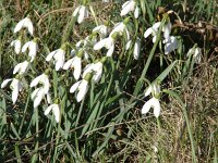 Galanthus nivalis 22, Gewoon sneeuwklokje, Saxifraga-Jasenka Topic
