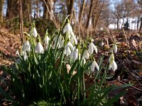 Galanthus nivalis 25, Gewoon sneeuwklokje, Saxifraga-Hans Dekker