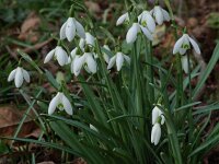 Galanthus nivalis 3, Gewoon sneeuwklokje, Saxifraga-Willem van Kruijsbergen