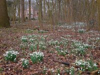 Galanthus nivalis 30, Gewoon sneeuwklokje, Saxifraga-Ed Stikvoort