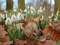 Galanthus nivalis 32, Gewoon sneeuwklokje, Saxifraga-Ed Stikvoort