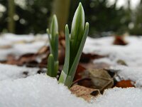 Galanthus nivalis 39, Gewoon sneeuwklokje, Saxifraga-Rutger Barendse