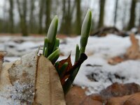 Galanthus nivalis 41, Gewoon sneeuwklokje, Saxifraga-Rutger Barendse