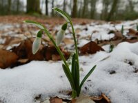 Galanthus nivalis 45, Gewoon sneeuwklokje, Saxifraga-Rutger Barendse