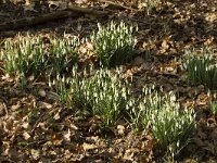 Galanthus nivalis 47, Gewoon sneeuwklokje, Saxifraga-Jan Nijendijk
