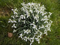 Galanthus nivalis 48, Gewoon sneeuwklokje, Saxifraga-Jan Nijendijk