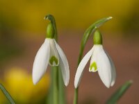 Galanthus nivalis 49, Gewoon sneeuwklokje, Saxifraga-Jan Nijendijk
