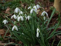 Galanthus nivalis 5, Gewoon sneeuwklokje, Saxifraga-Willem van Kruijsbergen