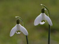 Galanthus nivalis 50, Gewoon sneeuwklokje, Saxifraga-Jan Nijendijk