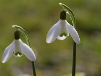 Galanthus nivalis 51, Gewoon sneeuwklokje, Saxifraga-Jan Nijendijk