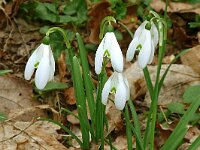 Galanthus nivalis 52, Gewoon sneeuwklokje, Saxifraga-Hans Grotenhuis