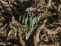 Galanthus nivalis 53, Gewoon sneeuwklokje, Saxifraga-Jan van der Straaten
