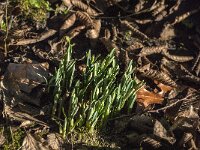 Galanthus nivalis 54, Gewoon sneeuwklokje, Saxifraga-Jan van der Straaten