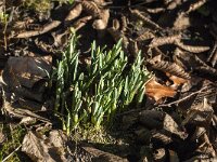 Galanthus nivalis 55, Gewoon sneeuwklokje, Saxifraga-Jan van der Straaten