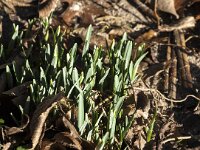 Galanthus nivalis 56, Gewoon sneeuwklokje, Saxifraga-Jan van der Straaten