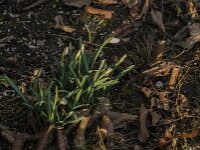 Galanthus nivalis 61, Gewoon sneeuwklokje, Saxifraga-Jan van der Straaten