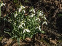 Galanthus nivalis 64, Gewoon sneeuwklokje, Saxifraga-Jan van der Straaten
