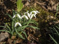 Galanthus nivalis 65, Gewoon sneeuwklokje, Saxifraga-Jan van der Straaten