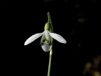 Galanthus nivalis 8, Gewoon sneeuwklokje, Saxifraga-Jan van der Straaten