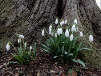 Galanthus plicatus 2, Geplooid sneeuwklokje, Saxifraga-Ed Stikvoort : geplooid sneeuwklokje Zaltbommel