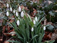 Galanthus plicatus 6, Geplooid sneeuwklokje, Saxifraga-Ed Stikvoort : geplooid sneeuwklokje Zaltbommel