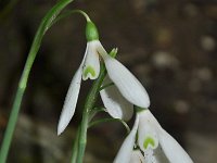 Galanthus reginae-olgae 1, Saxifraga-Harry Jans