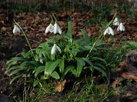 Galanthus woronowii 2, Bleek sneeuwklokje, Saxifraga-Ed Stikvoort