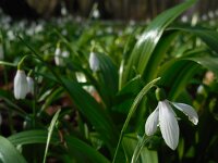 Galanthus woronowii 3, Bleek sneeuwklokje, Saxifraga-Ed Stikvoort