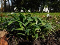 Galanthus woronowii 5, Bleek sneeuwklokje, Saxifraga-Ed Stikvoort