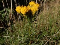 Galatella linosyris 2, Kalkaster, Saxifraga-Ed Stikvoort : Krk s9900