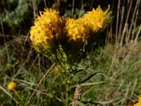 Galatella linosyris 3, Kalkaster, Saxifraga-Ed Stikvoort : Krk s9900