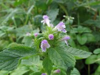 Galeopsis bifida 6, Gespleten hennepnetel, Saxifraga-Rutger Barendse