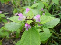 Galeopsis bifida 8, Gespleten hennepnetel, Saxifraga-Rutger Barendse