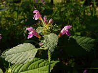 Galeopsis pubescens 10, Zachte hennepnetel, Saxifraga-Ed Stikvoort