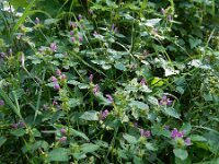 Galeopsis pubescens 13, Zachte hennepnetel, Saxifraga-Ed Stikvoort