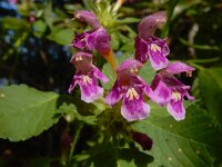 Galeopsis pubescens 15, Zachte hennepnetel, Saxifraga-Ed Stikvoort