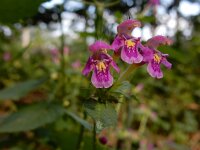Galeopsis pubescens 16, Zachte hennepnetel, Saxifraga-Ed Stikvoort