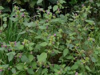 Galeopsis pubescens 17, Zachte hennepnetel, Saxifraga-Ed Stikvoort