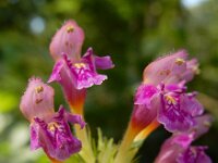 Galeopsis pubescens 18, Zachte hennepnetel, Saxifraga-Ed Stikvoort