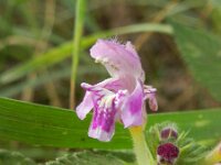 Galeopsis pubescens 4, Zachte hennepnetel, Saxifraga-Rutger Barendse