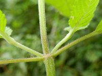 Galeopsis pubescens 5, Zachte hennepnetel, Saxifraga-Rutger Barendse